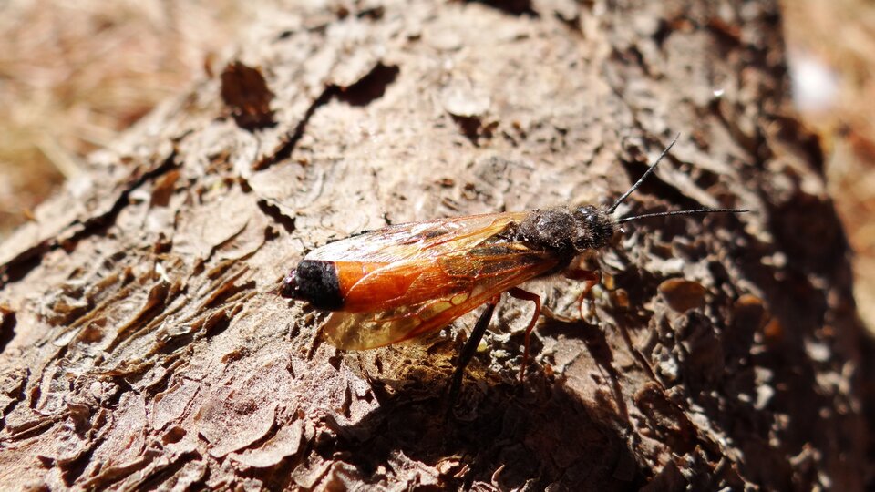 Sirex woodwasp male resting on tree trunk. 