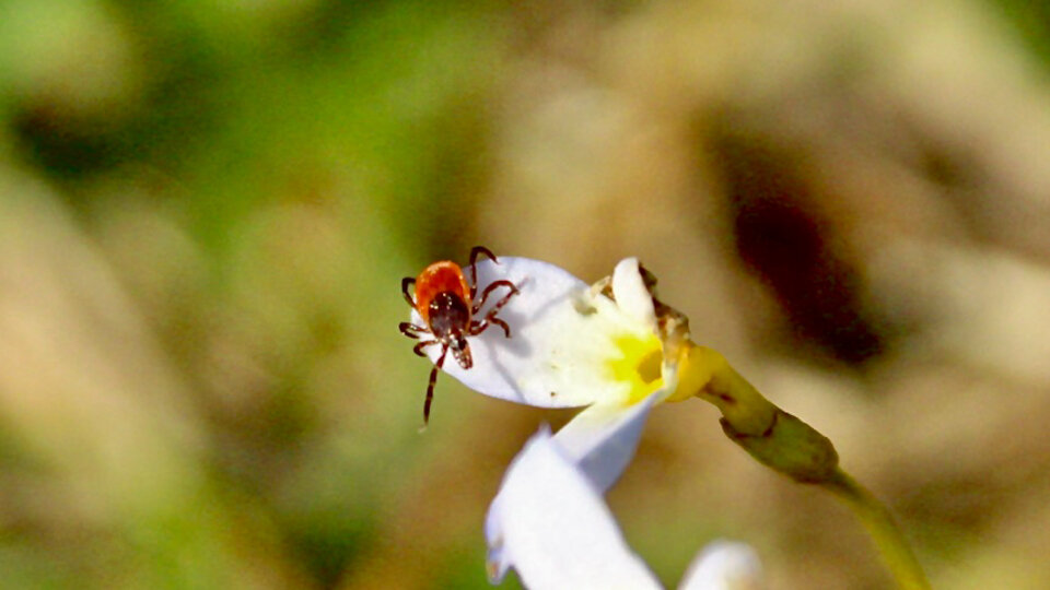 Tiny deer tick perched on a white flower with a blurred green background.