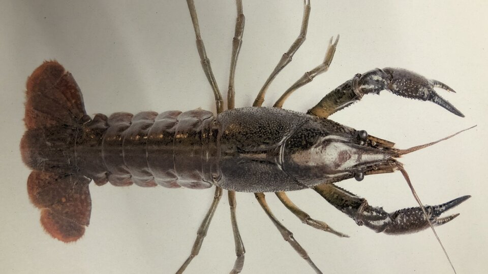 A closeup of a marbled crayfish.