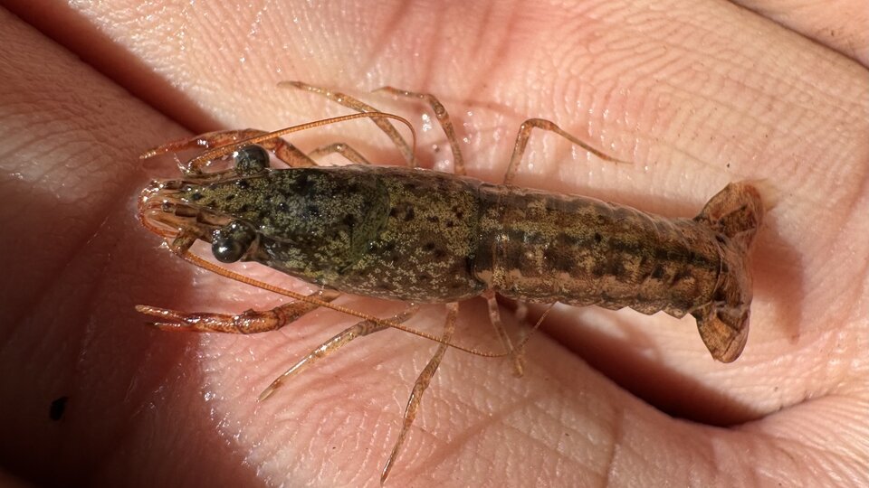 An individual holding a white river crayfish on two of their fingers