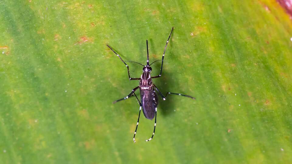 Yellow fever mosquito on a vibrant green leaf.