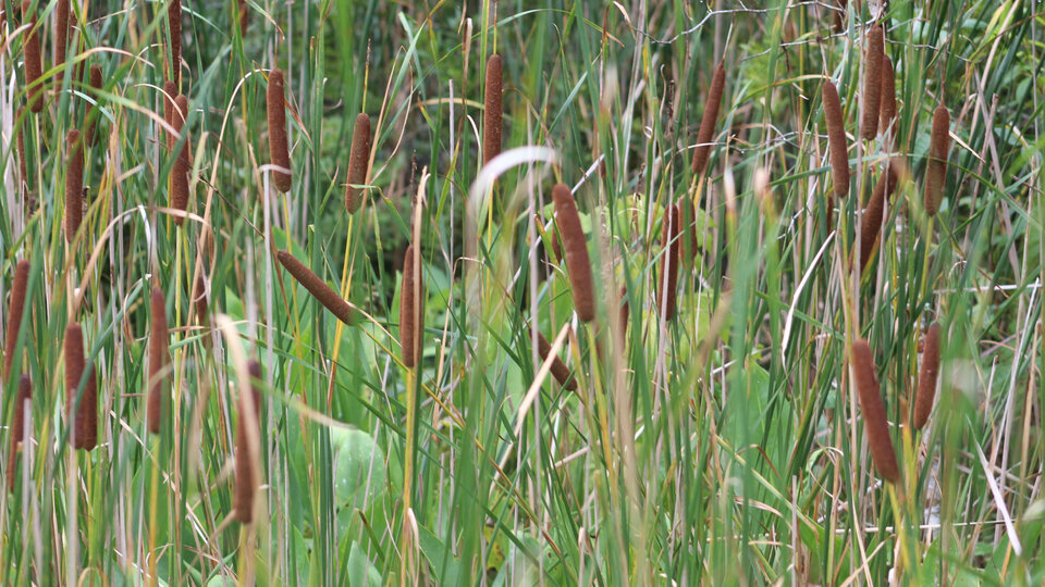 A field of narrow-leaf cattail plants.