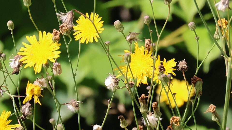 Yellow perennial sowthistle and dried seed heads in vibrant green foliage.