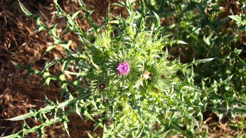 Thistle plant with sharp green leaves and a bright pink flower in sunlight.