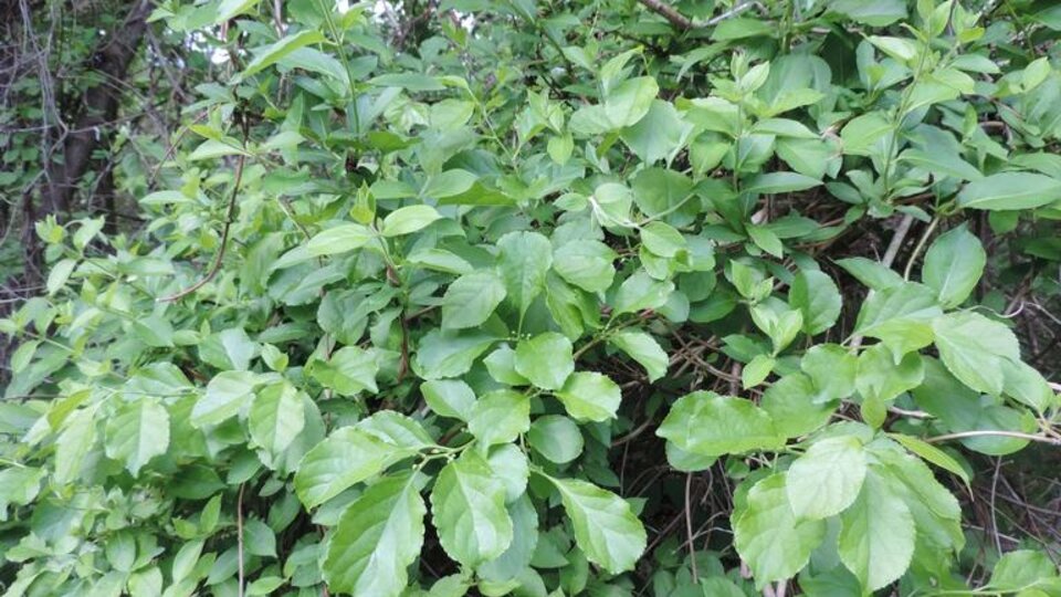 Dense roundleaf bittersweet growing in a natural outdoor setting.