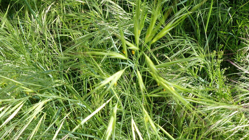 Green ripgut brome with thin, pointed blades growing densely in a natural outdoor setting.