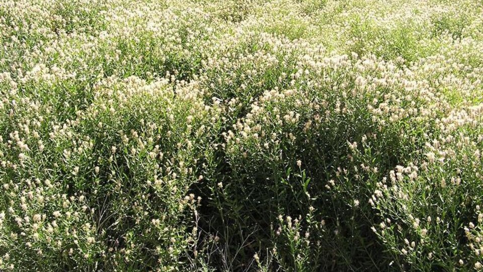 Dense Russian knapweed with small white flowers in an open grassy area.