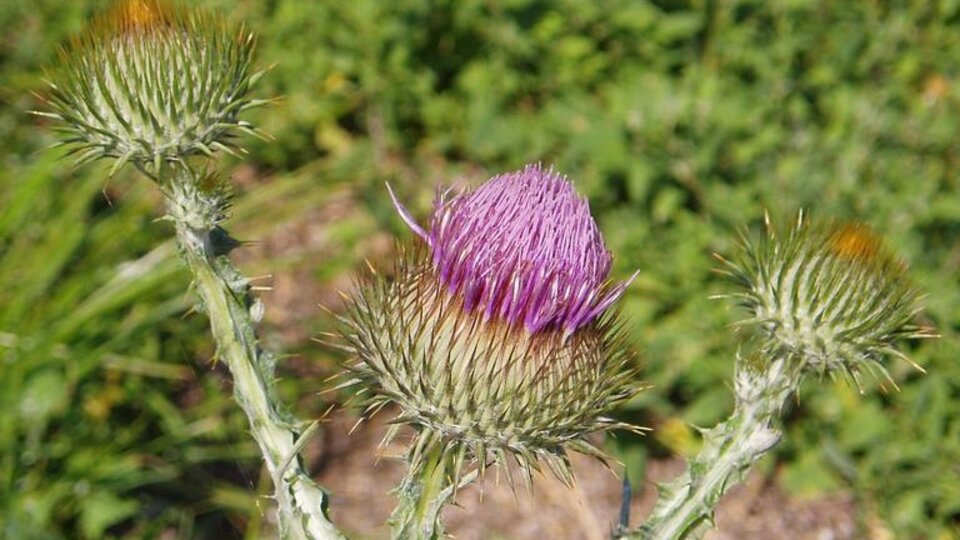 Purple scotch thistle bloom surrounded by spiky buds in a green, grassy field.