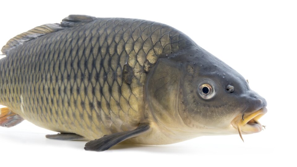 An adult common carp fish