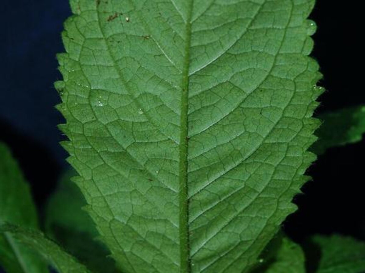 Cutleaf Teasel | Nebraska Invasive Species Council | Nebraska