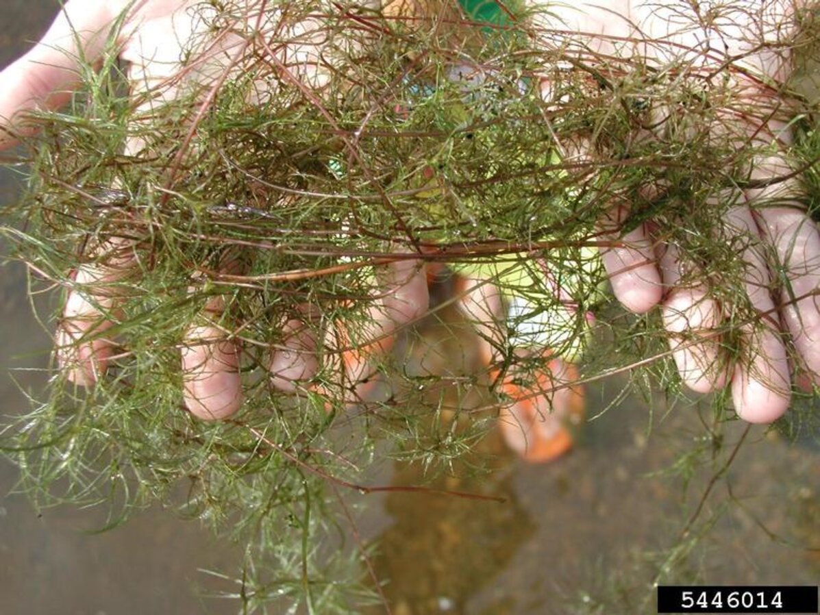 Brittle Naiad | Nebraska Invasive Species Council | Nebraska