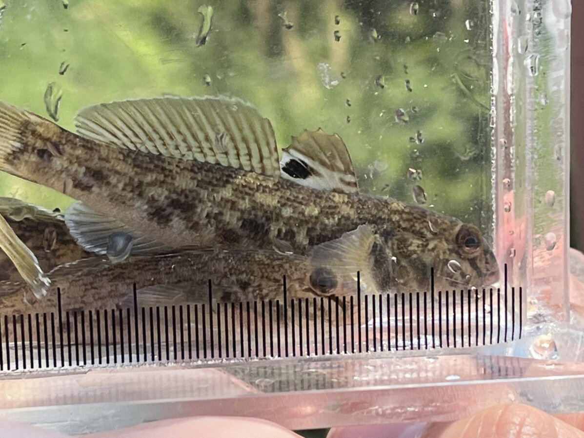Round Goby | Nebraska Invasive Species Council | Nebraska