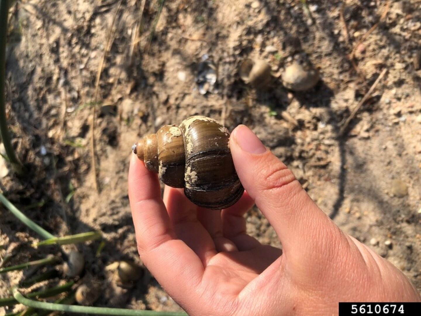 Report Invasive Species | Nebraska Invasive Species Council | Nebraska