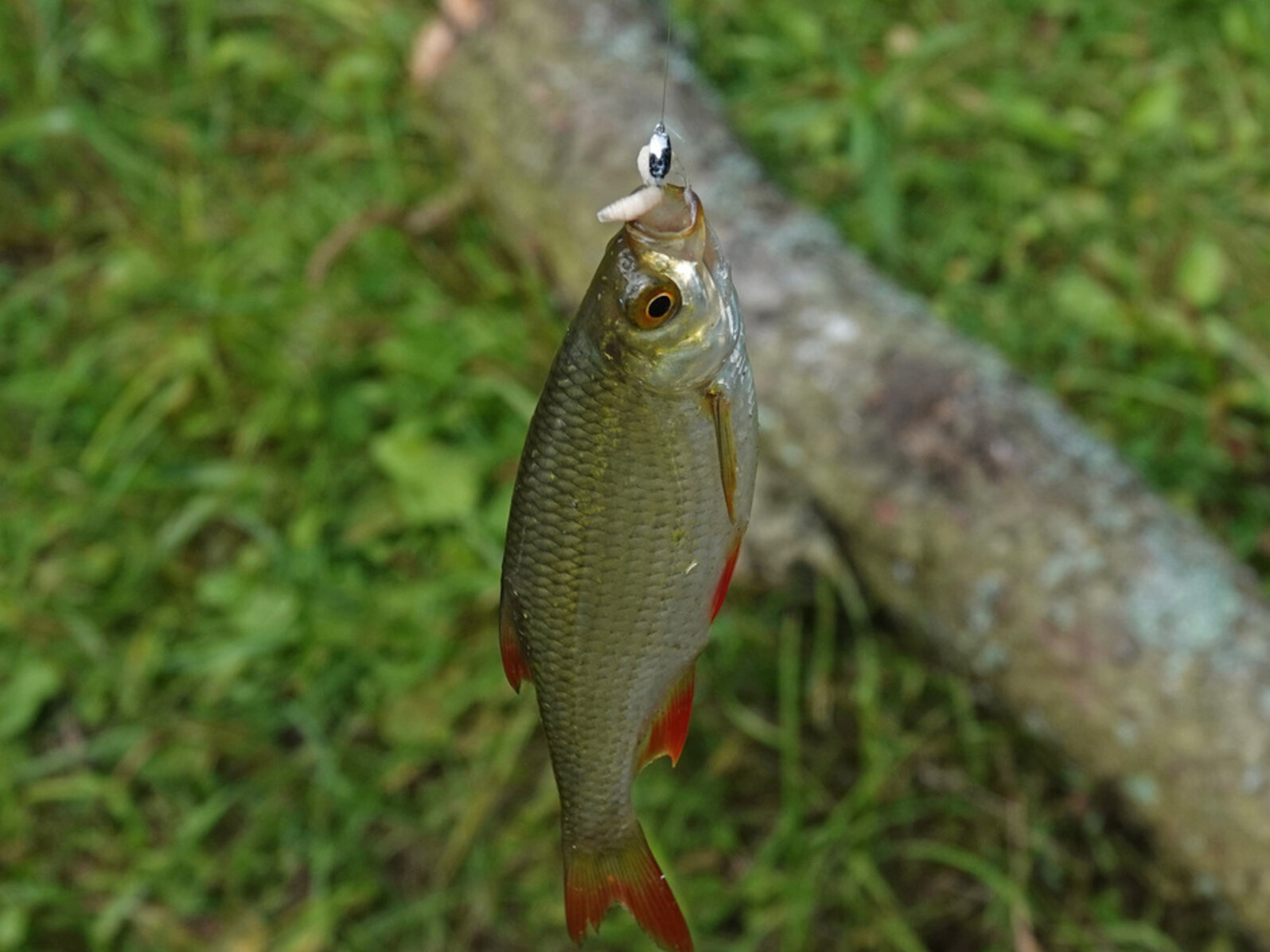 Rudd | Nebraska Invasive Species Council | Nebraska
