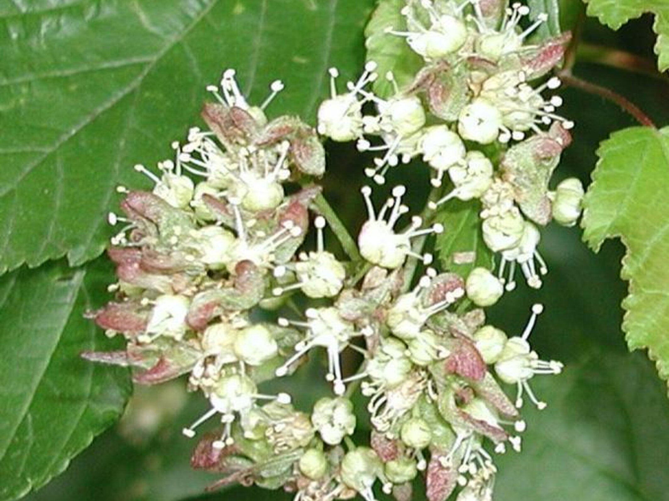 Amur Maple Invsive Amur Maple | Nebraska Invasive Species Council | Nebraska