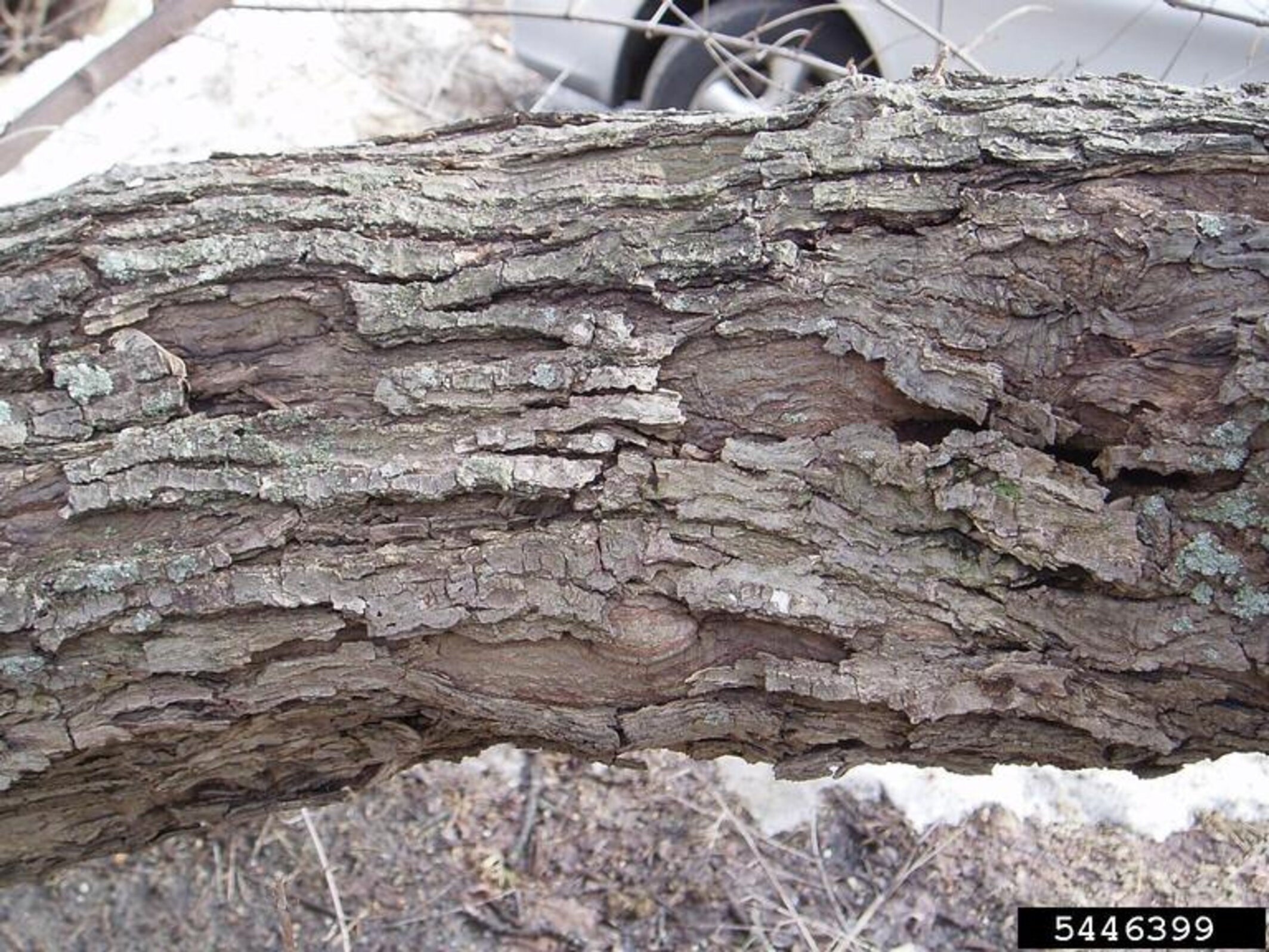 Amur Maple Invsive Amur Maple | Nebraska Invasive Species Council | Nebraska