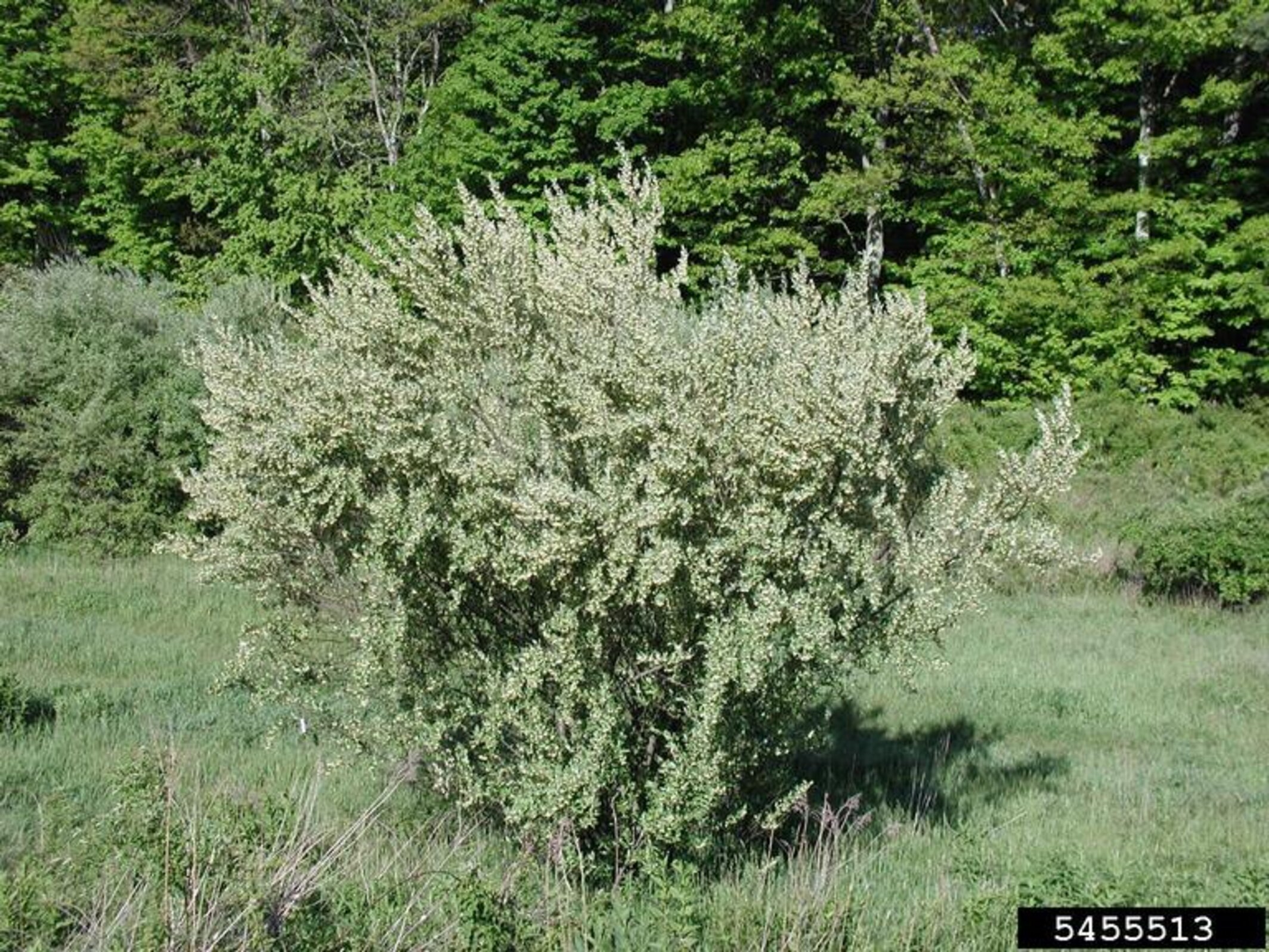 Autumn Olive | Nebraska Invasive Species Council | Nebraska