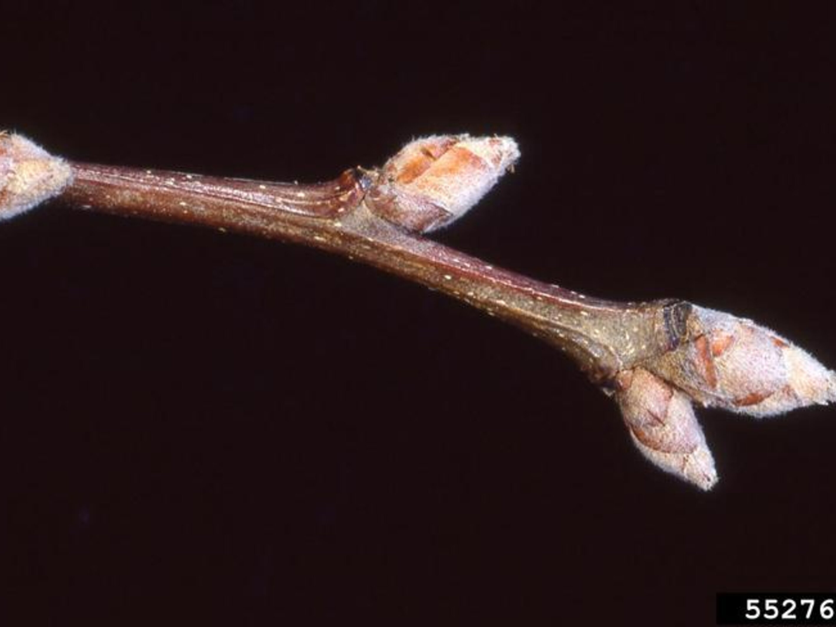 Callery Pear Invasive Callery Pear | Nebraska Invasive Species Council | Nebraska