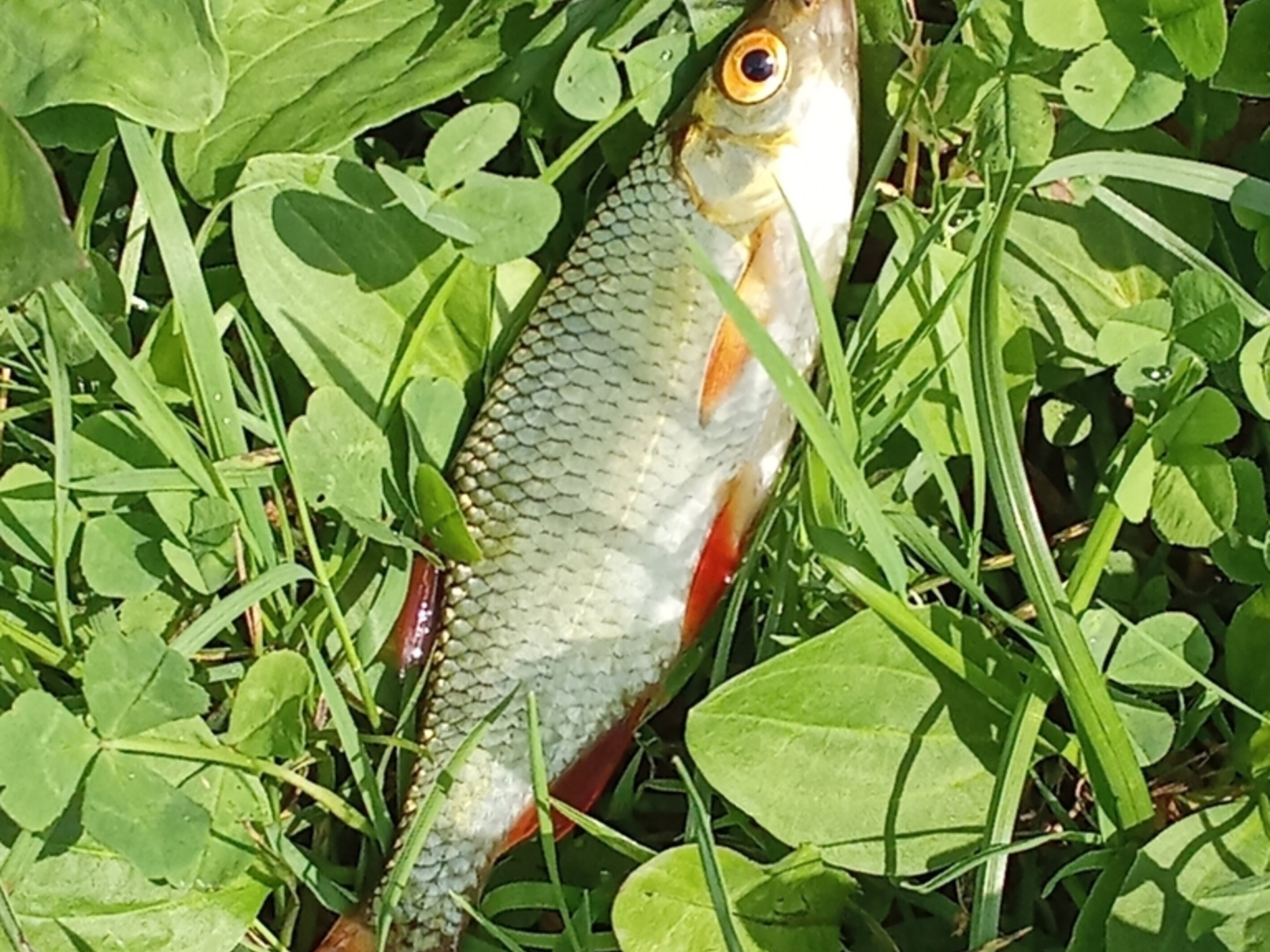 Rudd | Nebraska Invasive Species Council | Nebraska