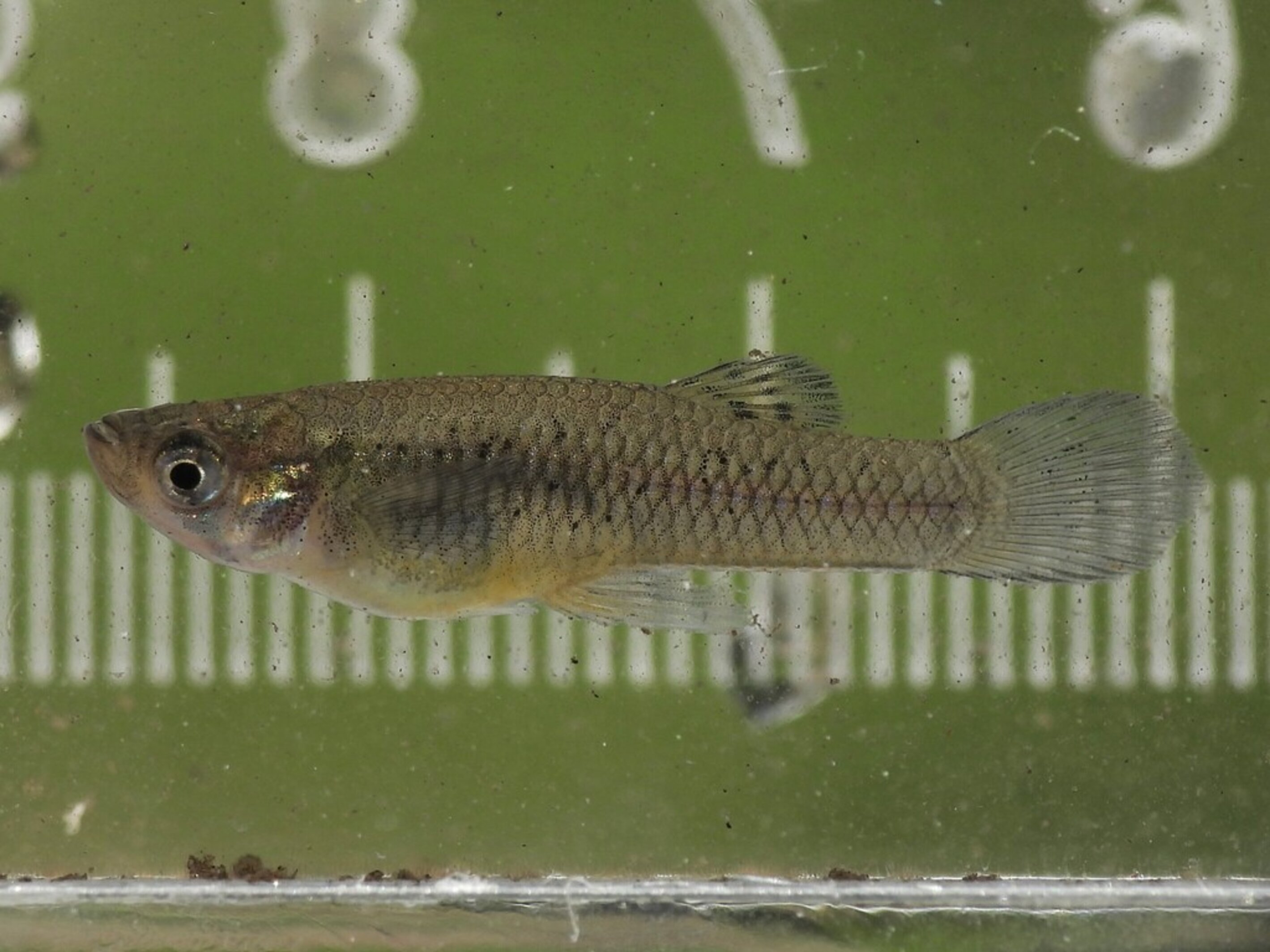 Western Mosquitofish | Nebraska Invasive Species Council | Nebraska