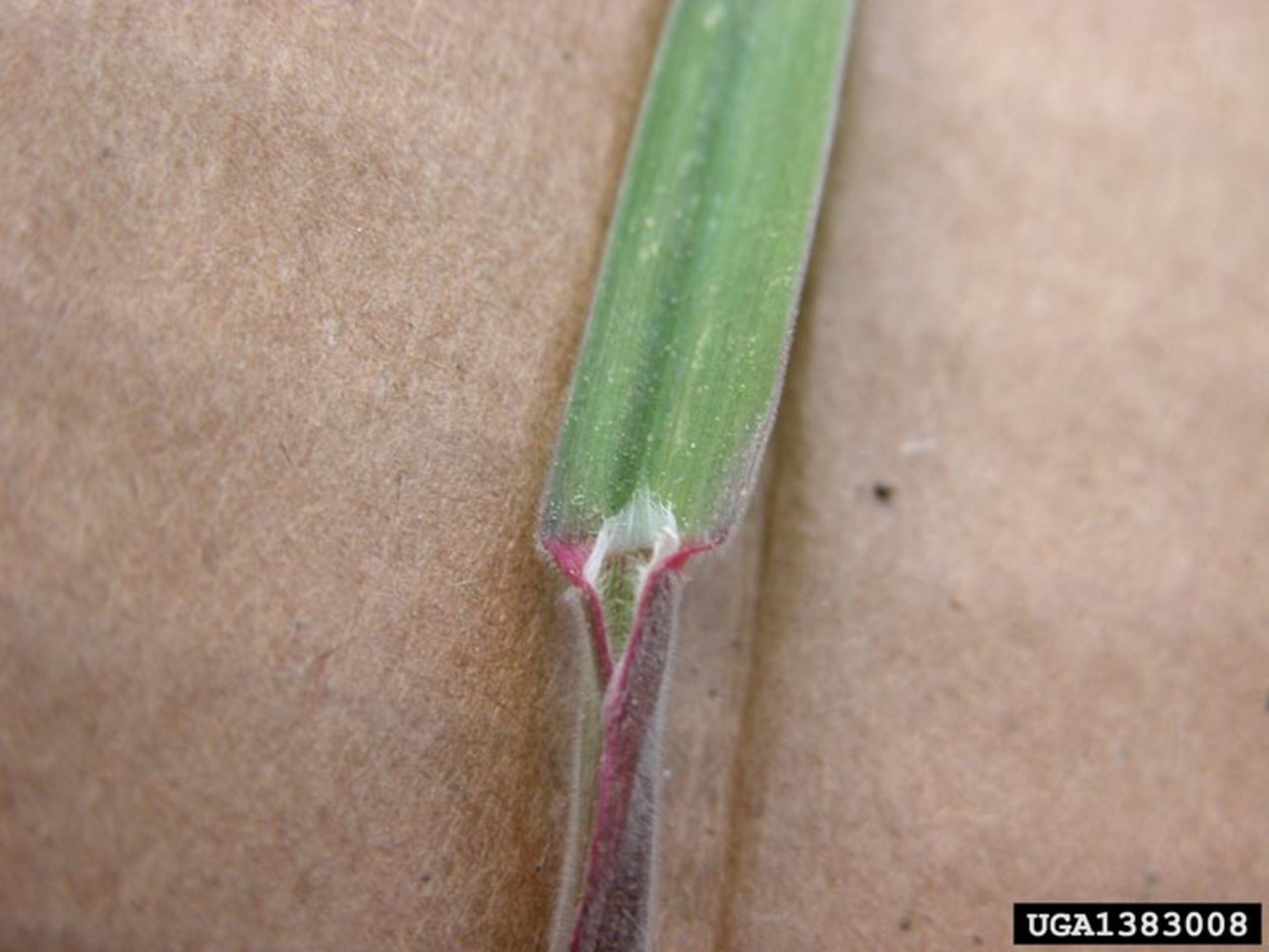 Cheatgrass | Nebraska Invasive Species Council | Nebraska