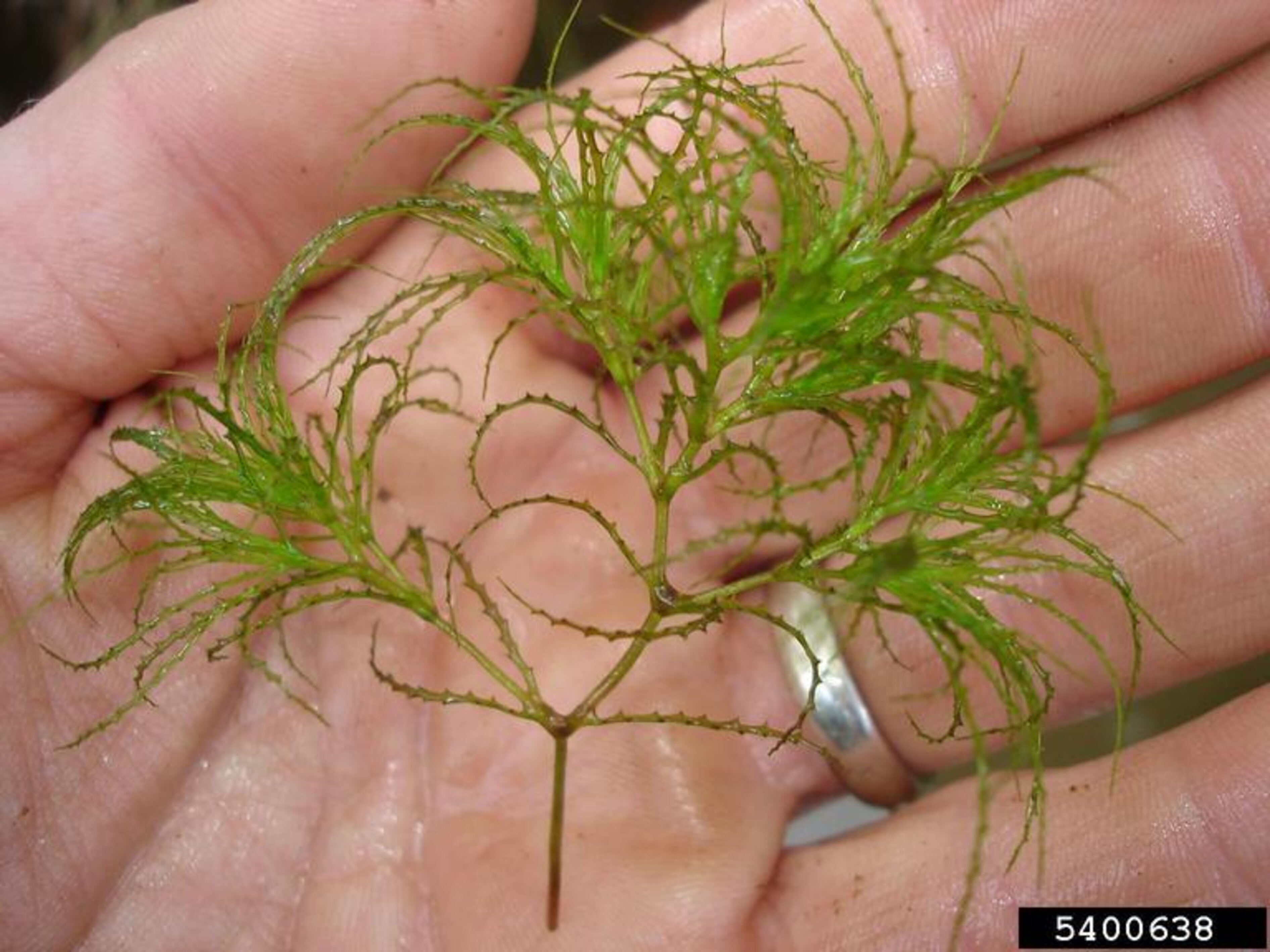 Brittle Naiad | Nebraska Invasive Species Council | Nebraska
