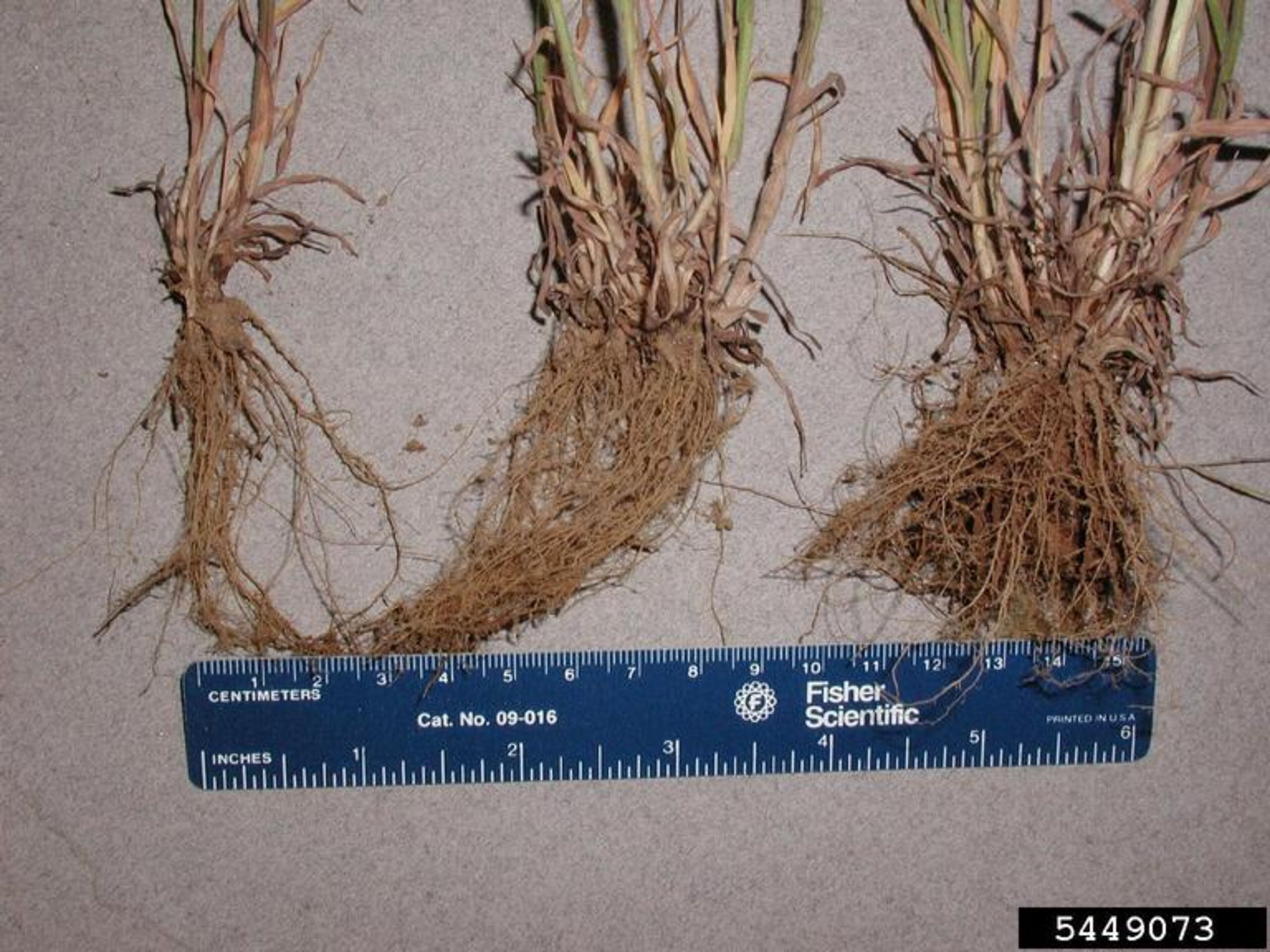 Cheatgrass | Nebraska Invasive Species Council | Nebraska