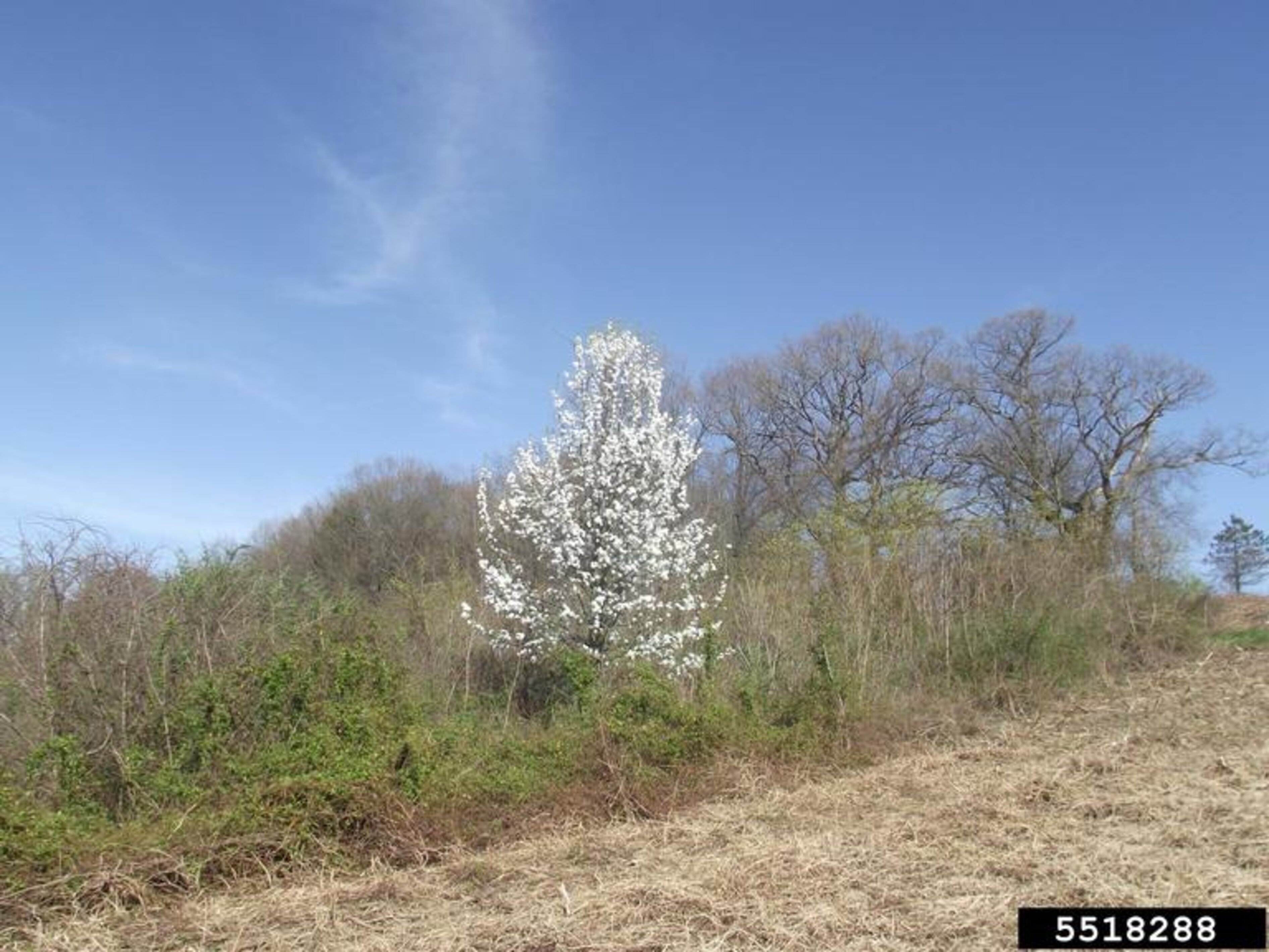 Callery Pear Invasive Callery Pear | Nebraska Invasive Species Council | Nebraska