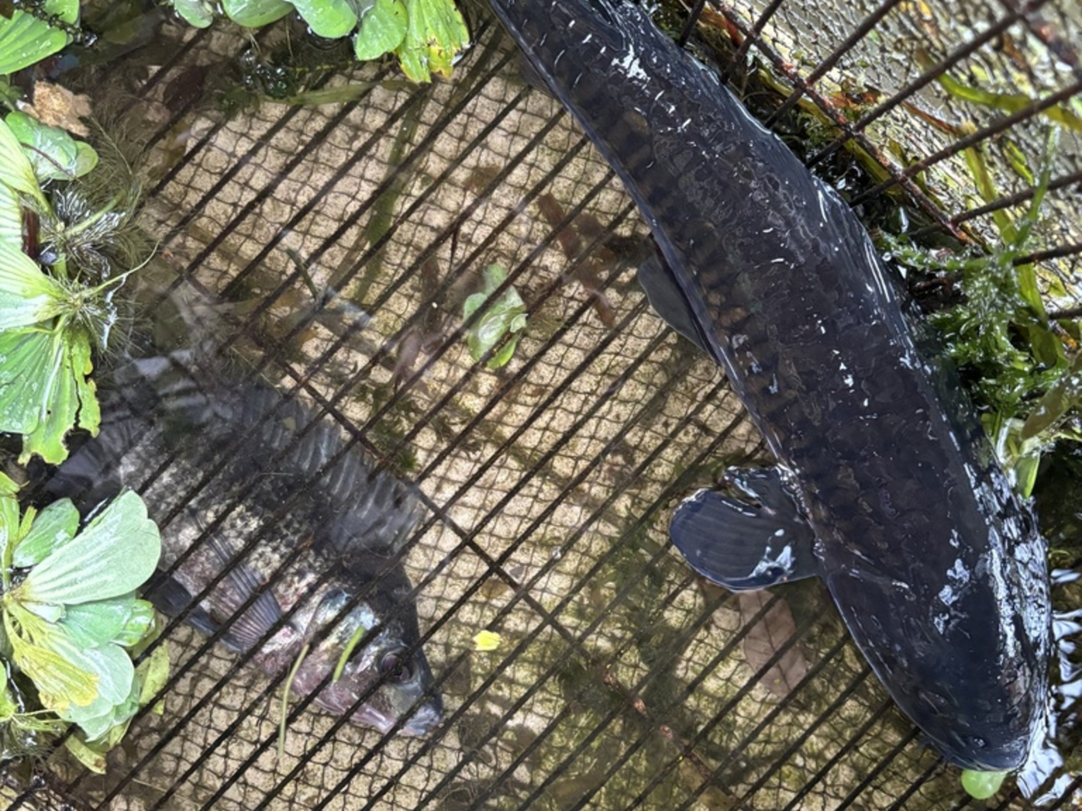 Black Carp | Nebraska Invasive Species Council | Nebraska