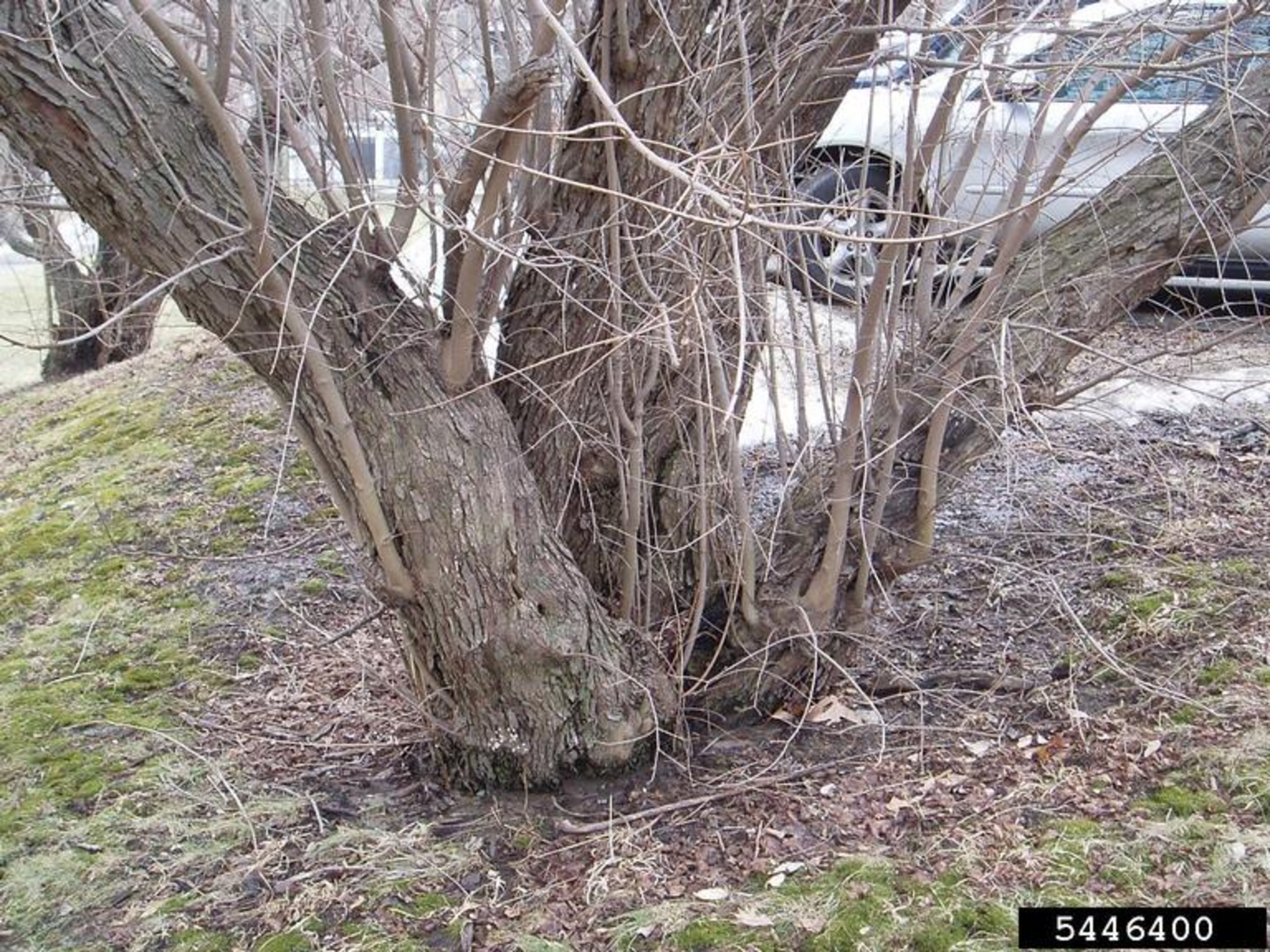 Amur Maple Invsive Amur Maple | Nebraska Invasive Species Council | Nebraska