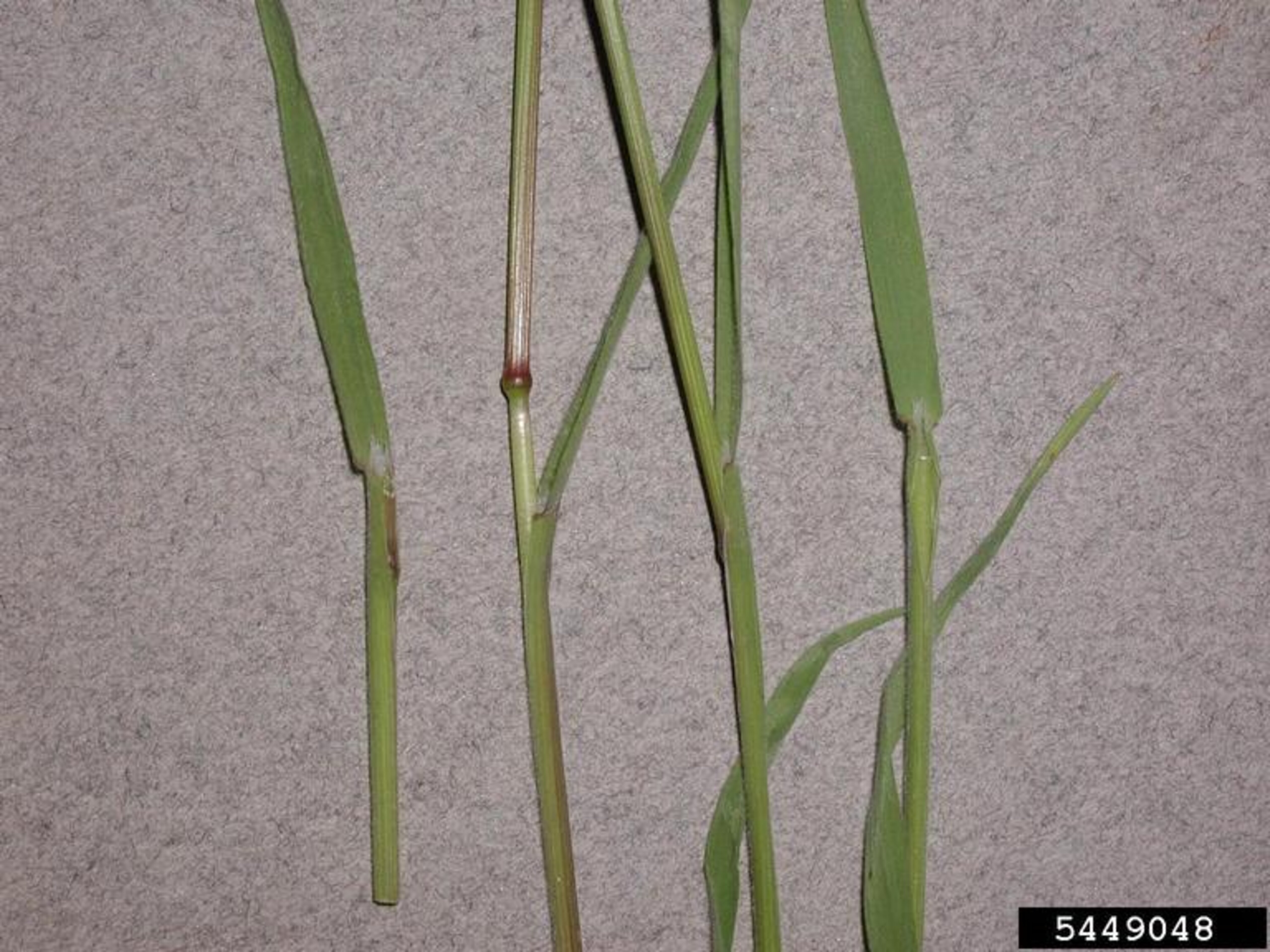 Cheatgrass | Nebraska Invasive Species Council | Nebraska
