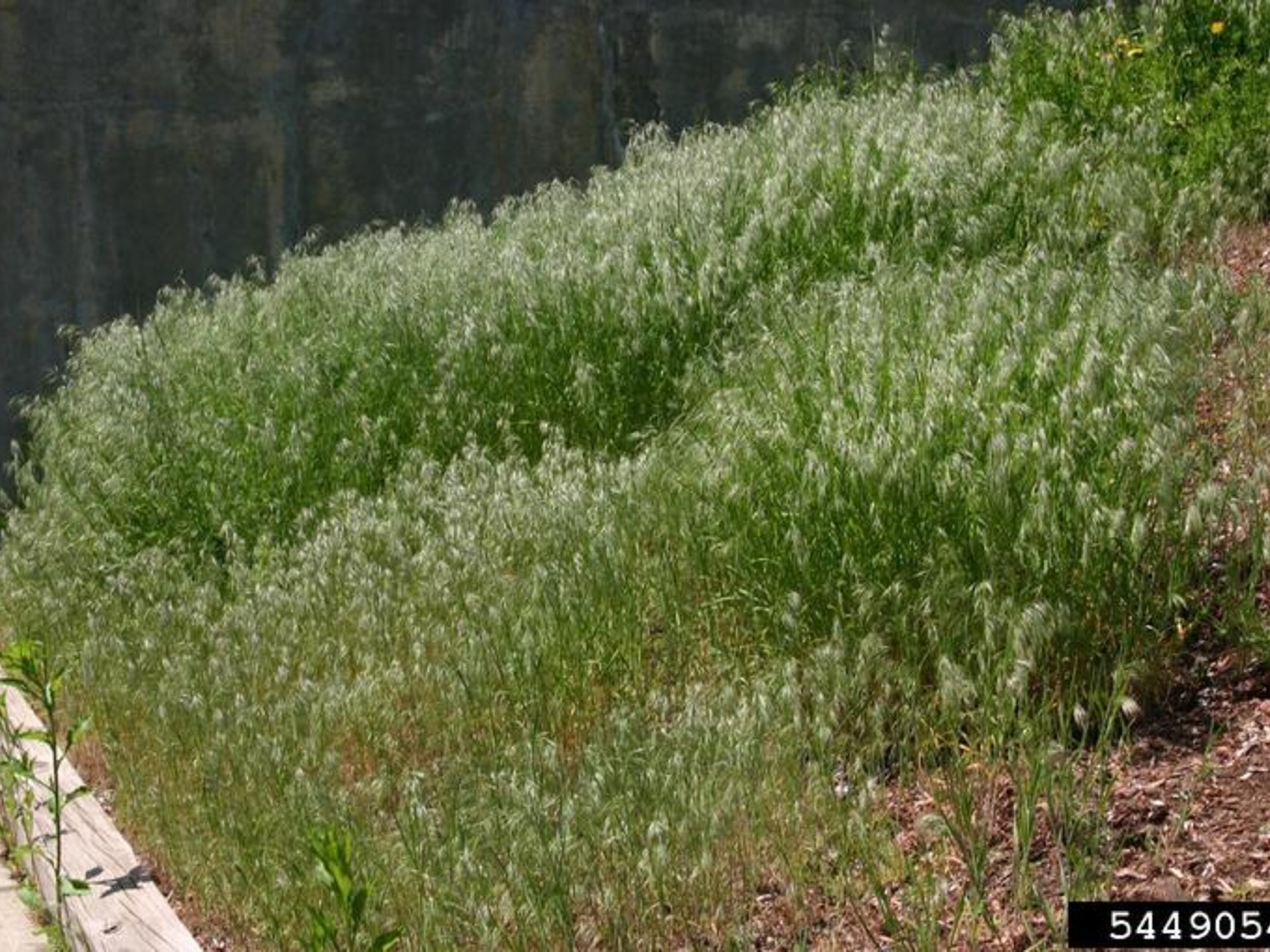 Cheatgrass | Nebraska Invasive Species Council | Nebraska