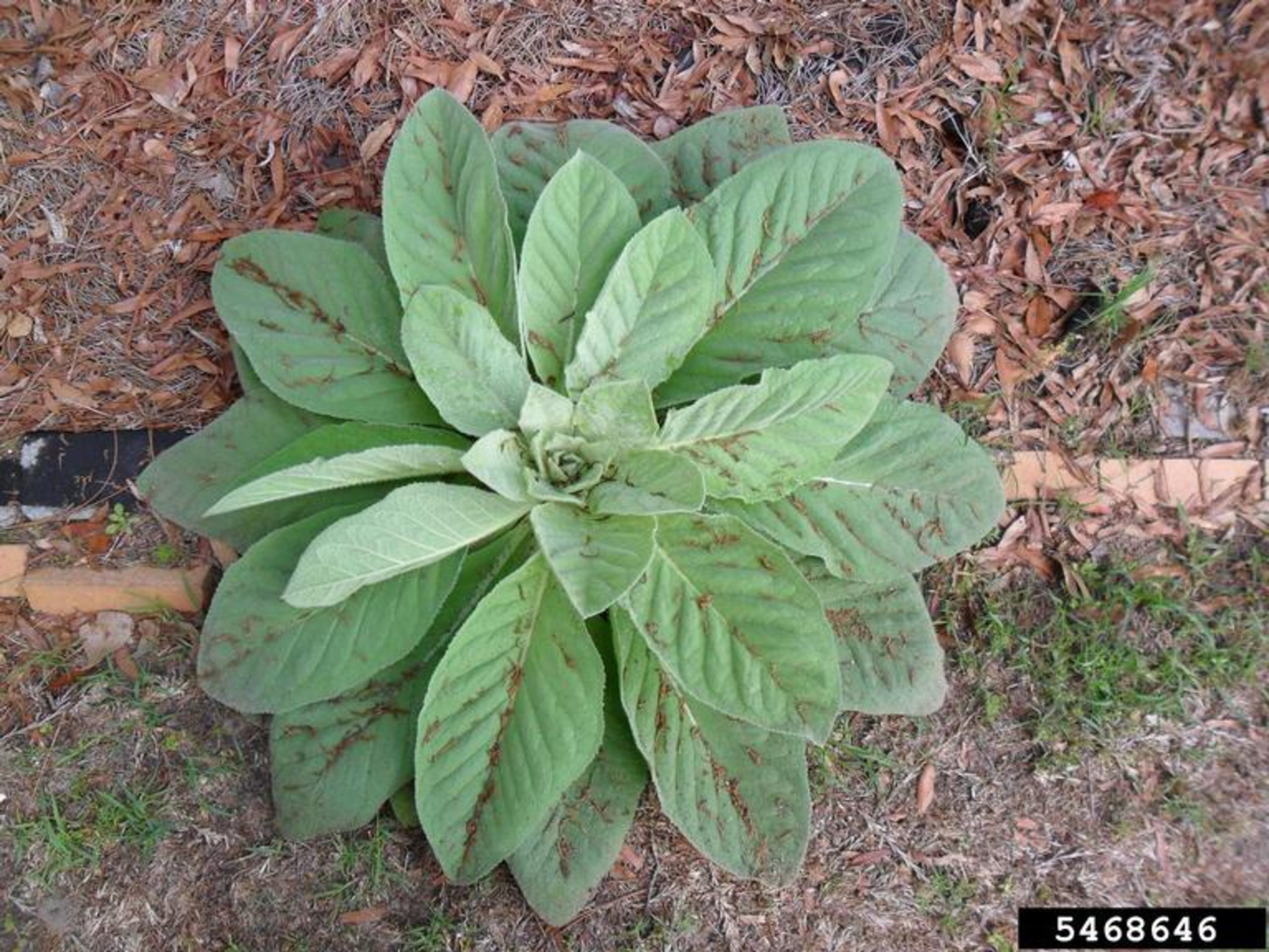 Common Mullein | Nebraska Invasive Species Council | Nebraska