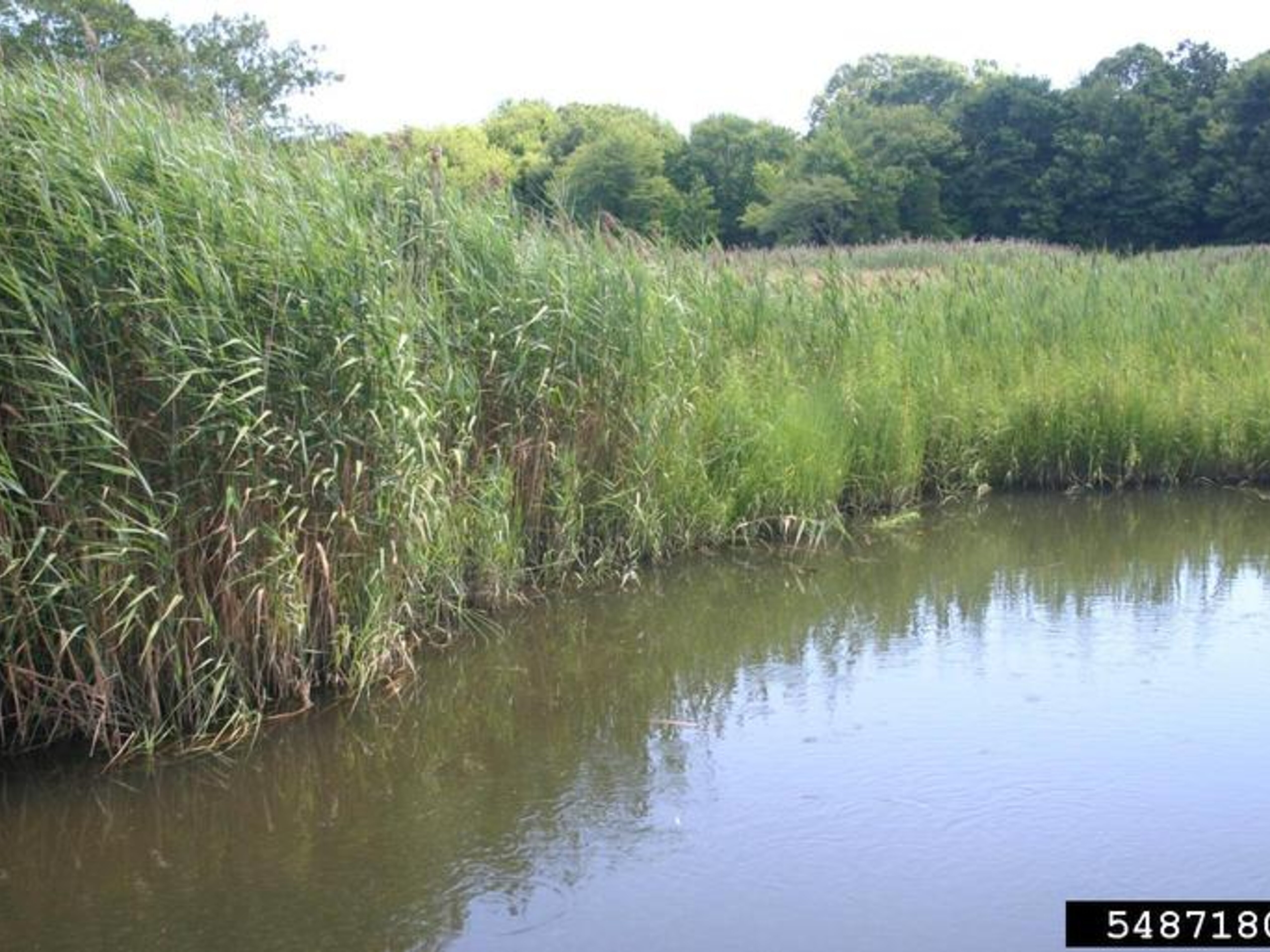 Common Reed | Nebraska Invasive Species Council | Nebraska