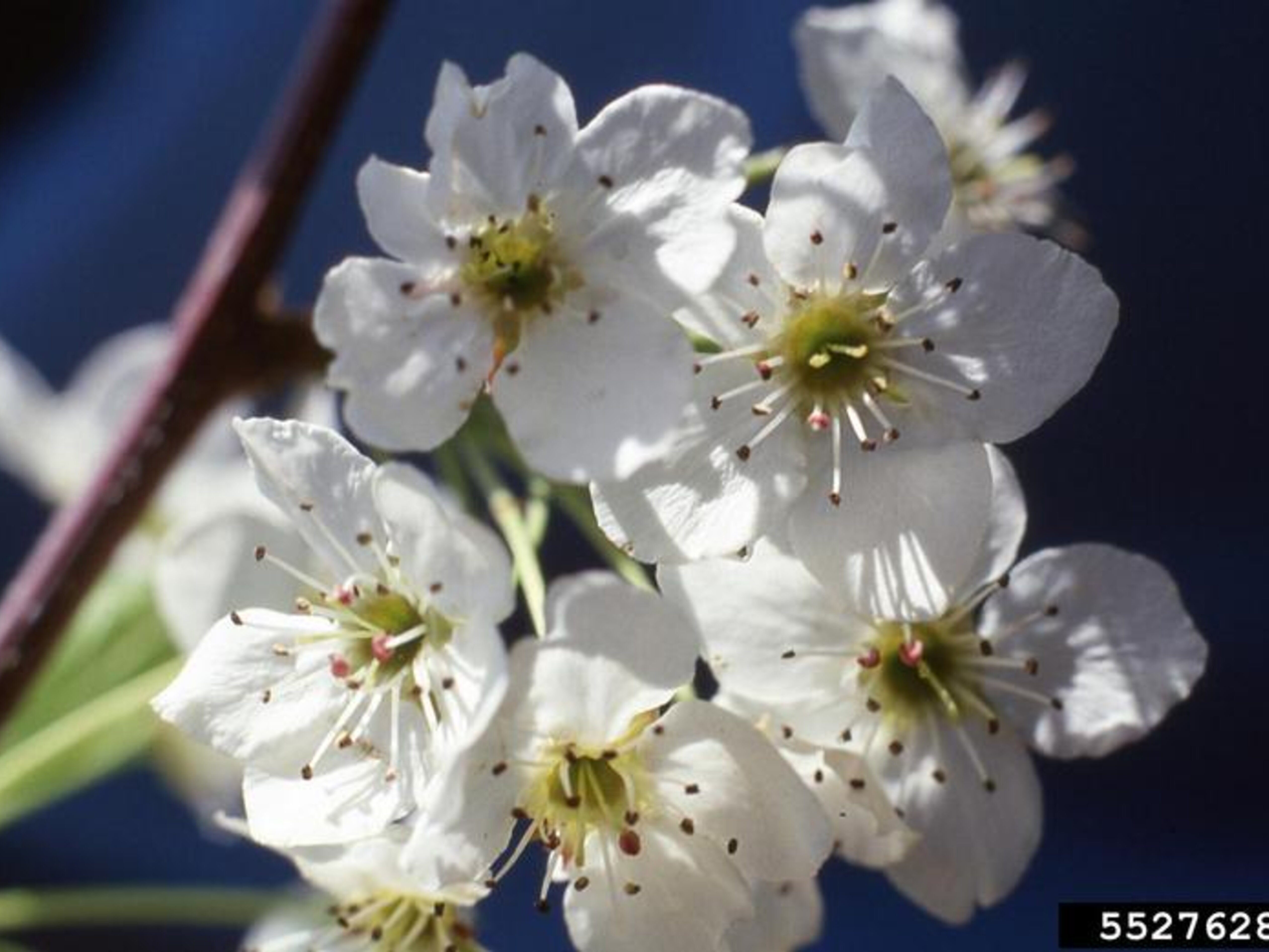 Callery Pear Invasive Callery Pear | Nebraska Invasive Species Council | Nebraska