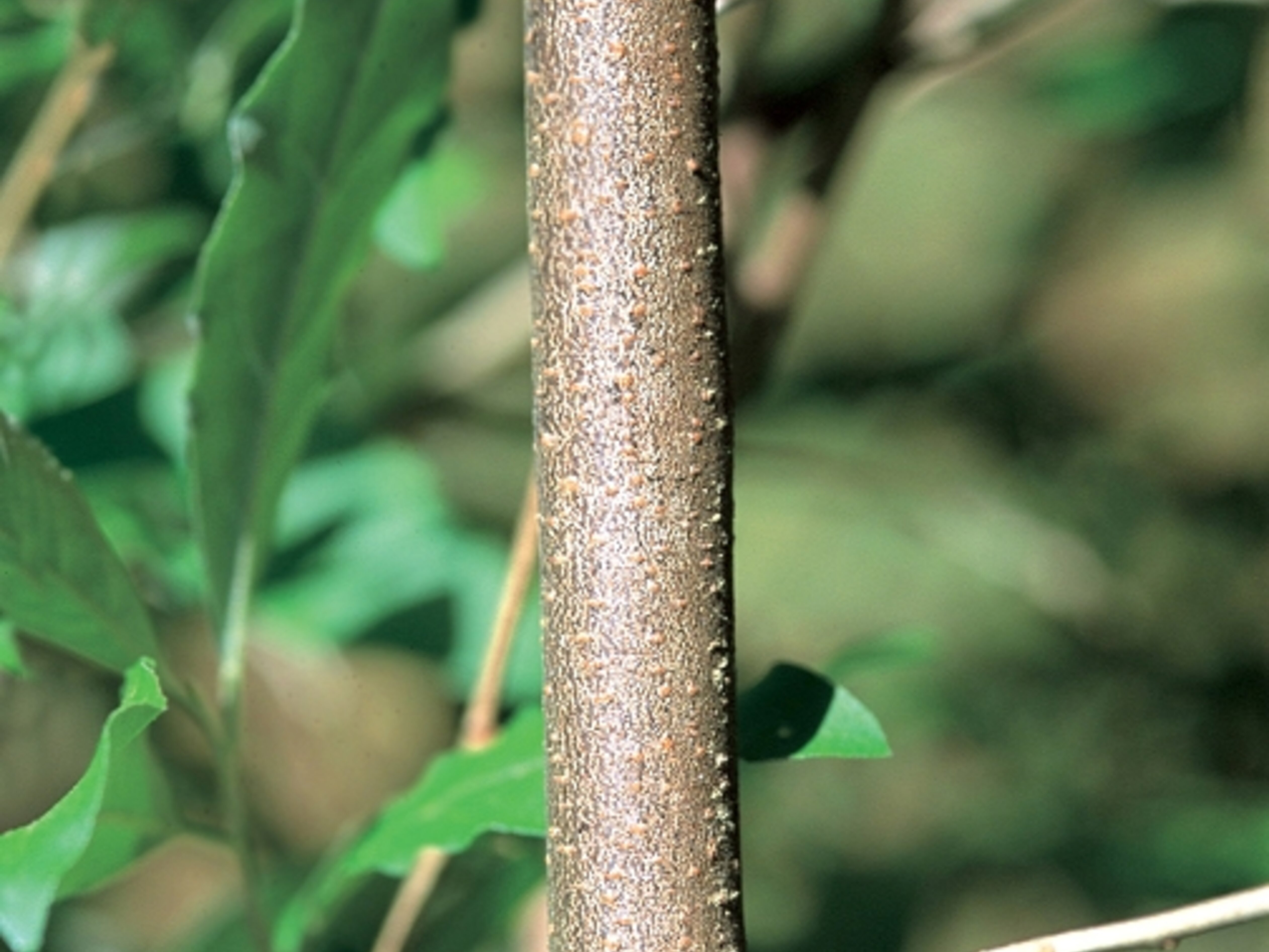 Autumn Olive | Nebraska Invasive Species Council | Nebraska