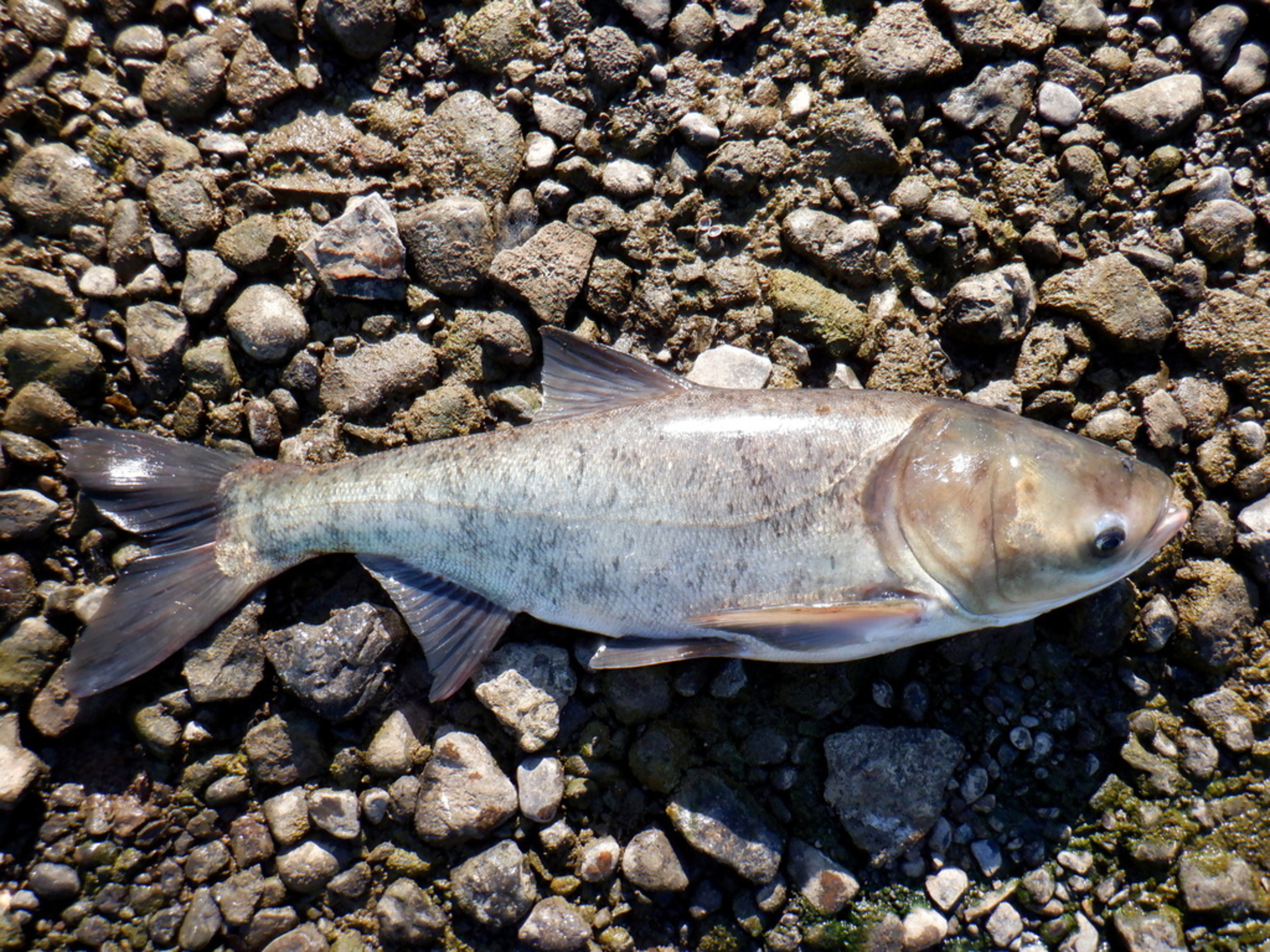 Bighead Carp | Nebraska Invasive Species Council | Nebraska