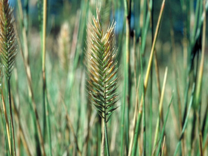 A closeup of crested wheatgrass in a field