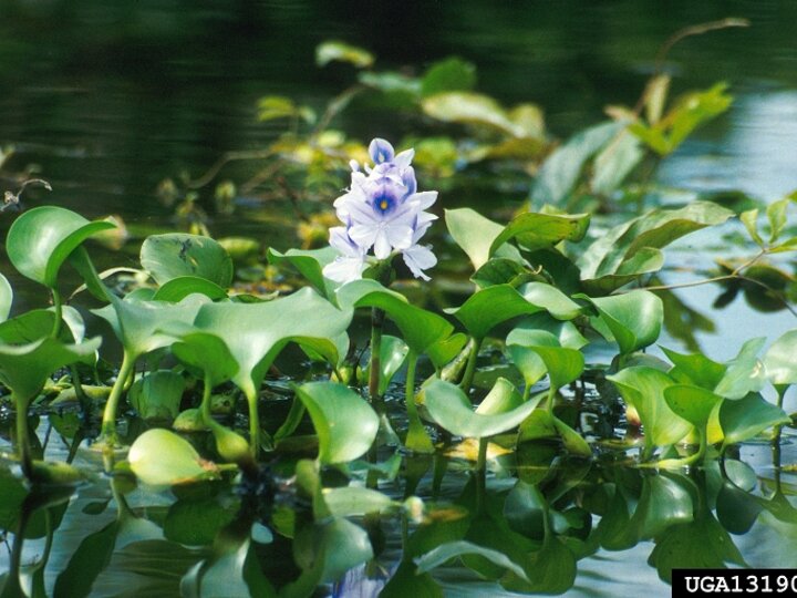 A blooming water hyacinth plant.
