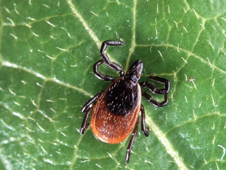 A closeup of an adult deer tick on a leaf