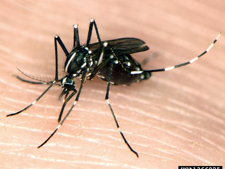 A closeup of an adult Asian tiger mosquito