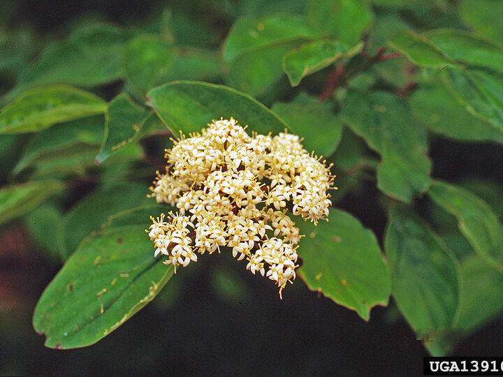 White flower cluster with small blossoms and green leaves in the background.