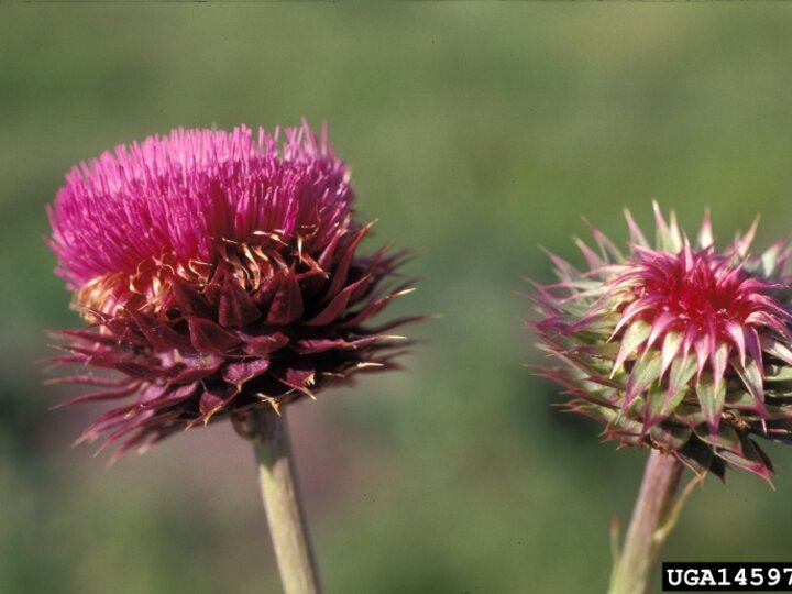 Two thistle flowers, one fully bloomed with pink petals, and one partly closed, against a blurred green background.