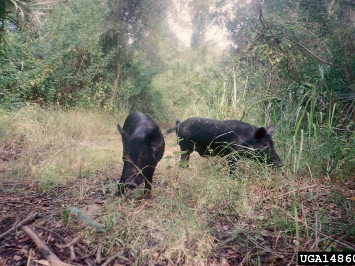 A closeup of two black adult feral hogs in a wooded area