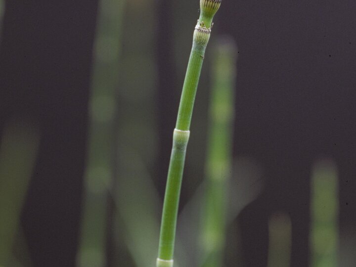 Green scouring rush stem with a yellow spore cone in focus against a dark blurred background.