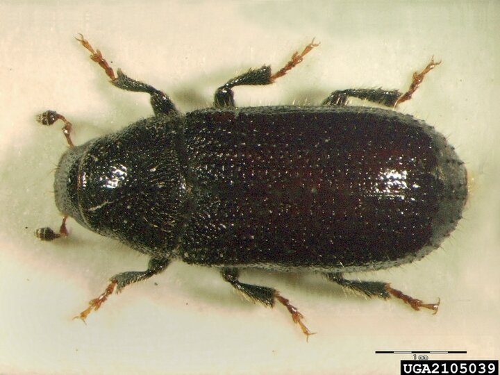  A closeup aerial view of an adult common pine shoot beetle