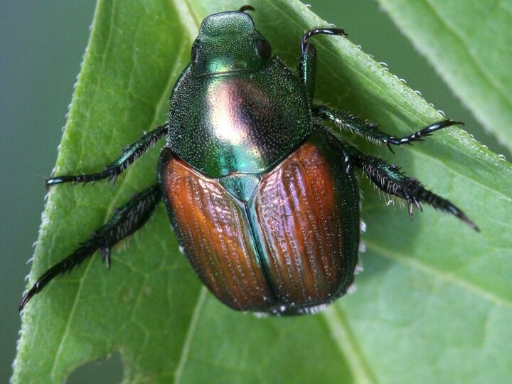 A closeup of an adult Japanese beetle on a leaf