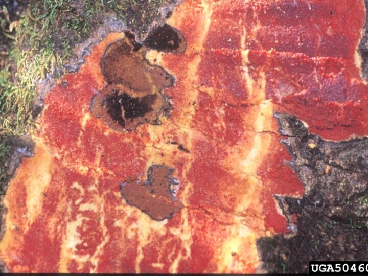 Zone lines from sudden oak death on a coast live oak