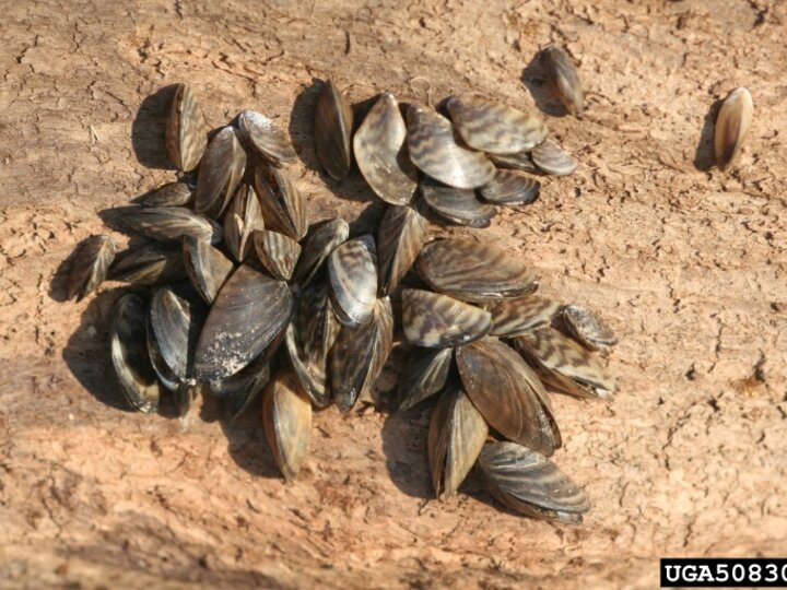 A cluster of zebra mussels attached to a piece of submerged wood in Erie Canal, New York