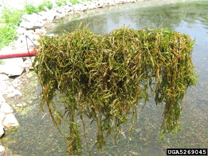 A clump of invasive curly-leaf pondweed lifted from a pond, with rocks and greenery in the background.